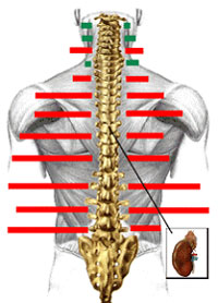 (img - chiropractic2)